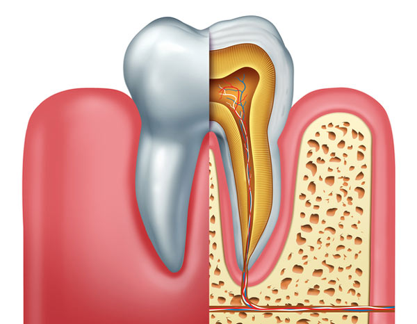 Diagram of tooth showing tooth root at Dental Care of Burlington in Burlington, MA